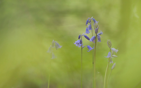 blue bells