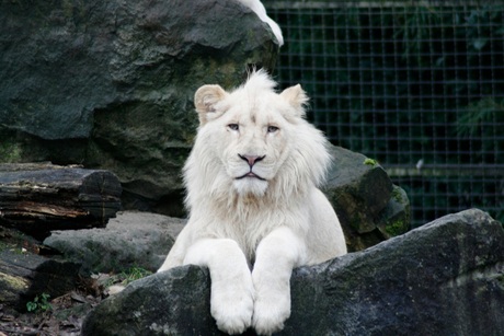 Witte leeuw