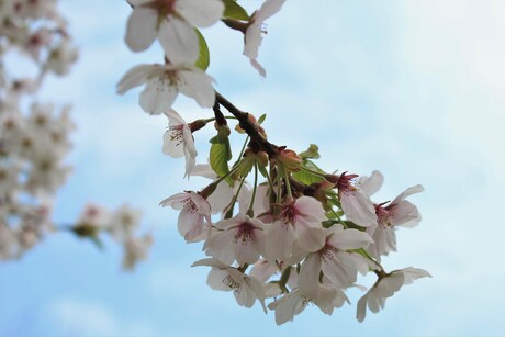 Bloesem in het Amsterdamse Bos