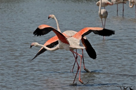 Vertrekkende flamingo's.......
