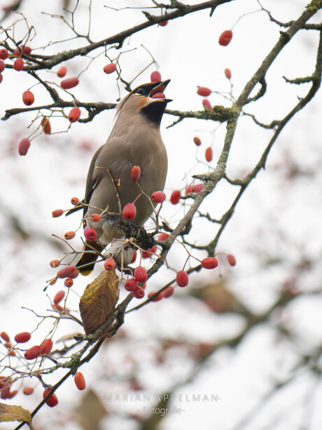 Pestvogel