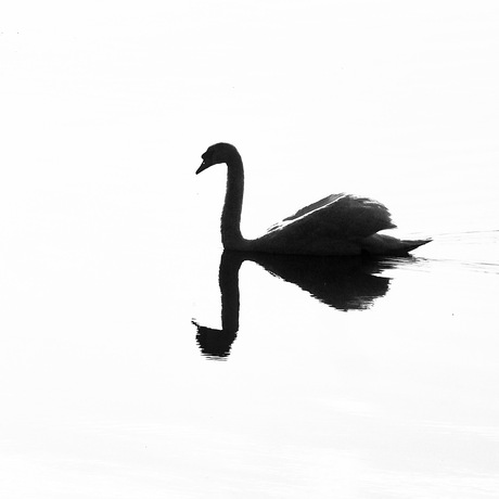 Swan Life