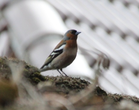 Vink ( mannetje)