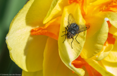 Zwarte vlieg op narcis