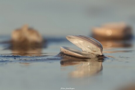 Schelp op het strand