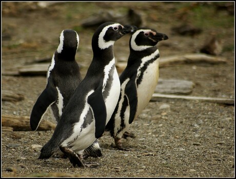 Magellanic Penguins