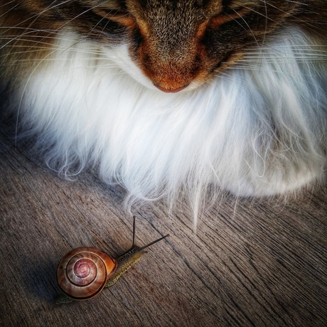Snail Meets Cat