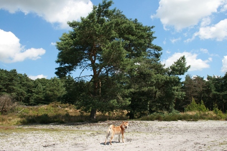 Onze Shiba op de Brunssummerheide