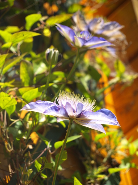 kleur in de tuin