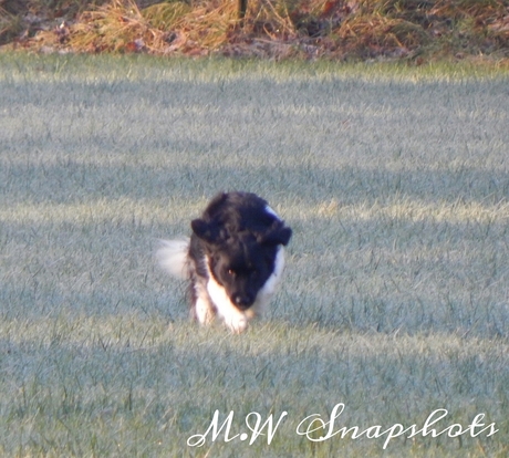 Friese Stabijhound