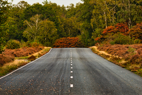 Autumn road