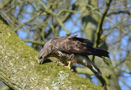 Buizerd in de tuin