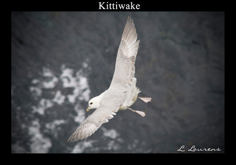 Kittiwake