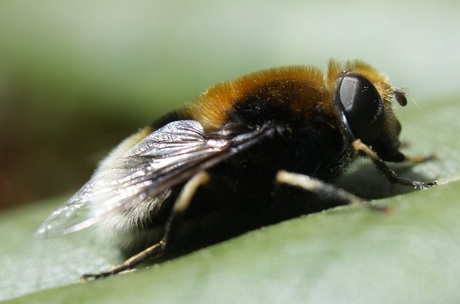 hommel