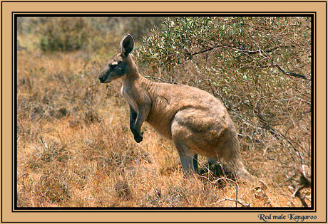Red male Kangaroo