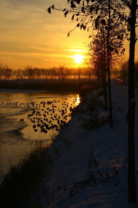 Winter Wonderland - Rhoon (1)