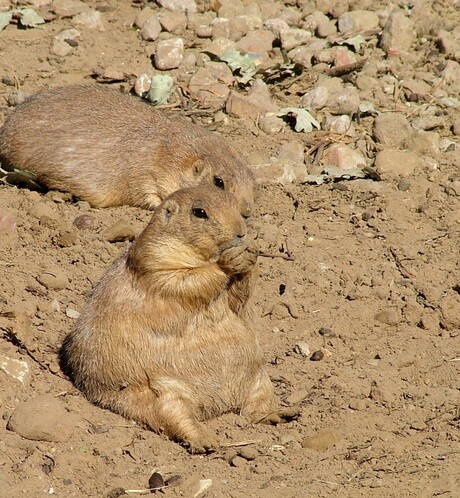 Hèhè even uitrusten