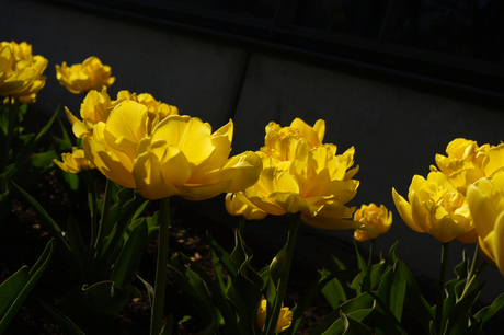 gele tulpen