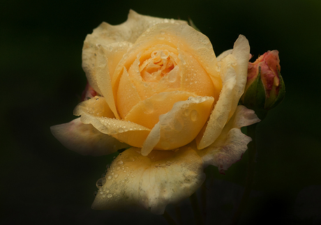 kan weer uploaden ---- Yellow Rose ......