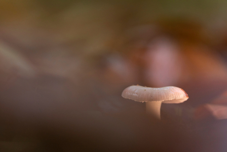 De sfeer in het bos rond een paddenstoel