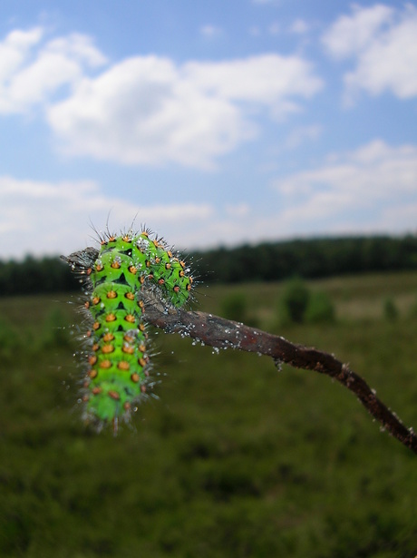 Rups op stok