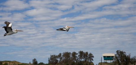 Pelikanen Australië
