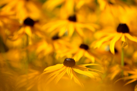 Rudbekia