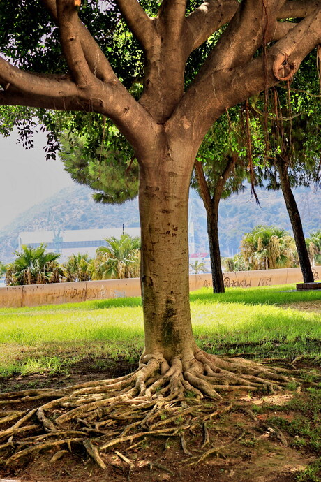 Sprookjesboom in Cartagena