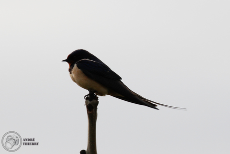 Oostvaardersplassen-2