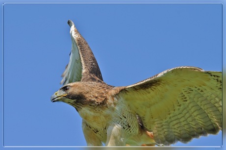 Roodstaartbuizerd