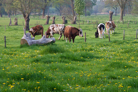 mooie stukje Chaam