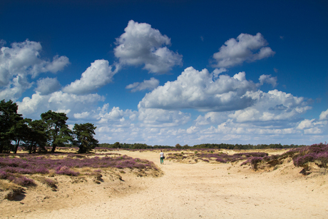 Weidse heide