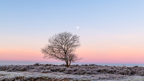 Voor zonsopkomst, bevroren boom + maan.