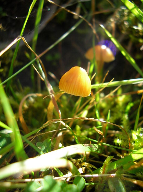 Paddestoeltjes in de zon