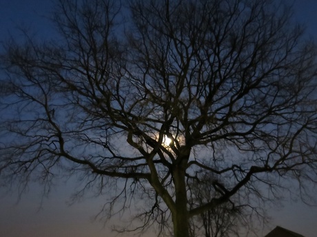 Zie de maan schijnt door de bomen....wat een mooie lenteavond!