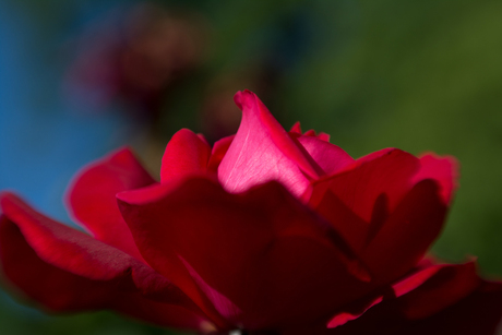 Red Roses