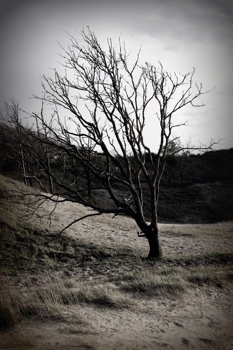 Spookachtige boom