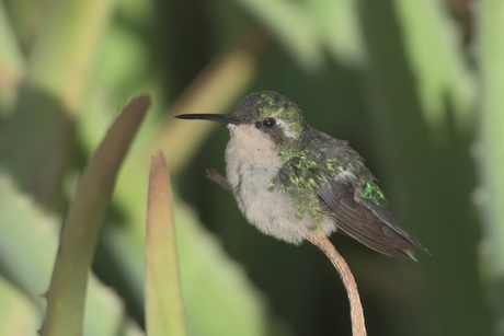 female green hummingbird