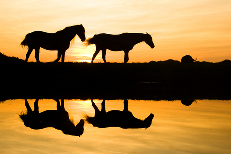 Twee paarden vanavond