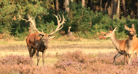 De Hoge Veluwe