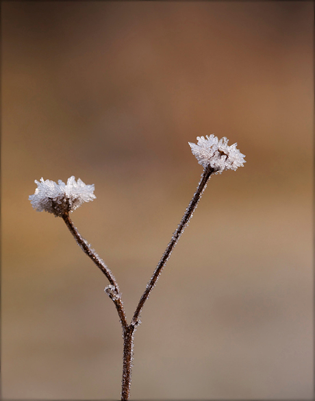 Ijsbloemen