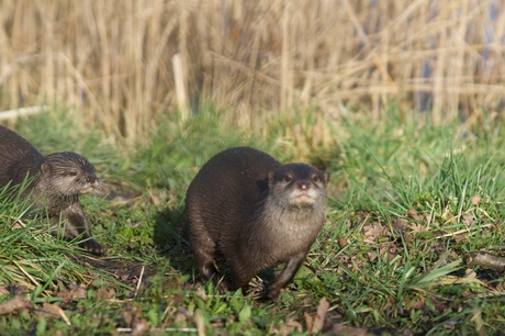 Otter in actie