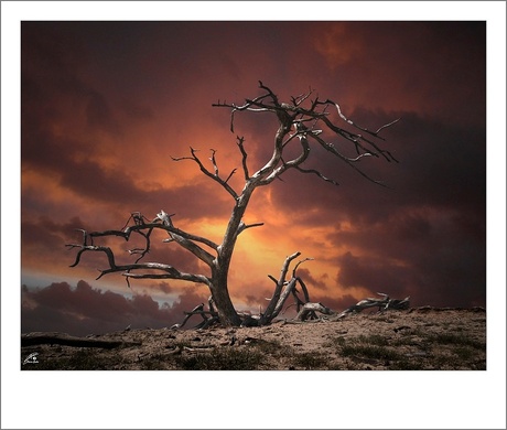 landschap op de Veluwe