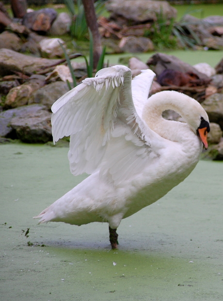 Majestic Swan