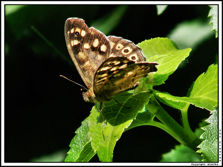 Vlinder in mijn tuin