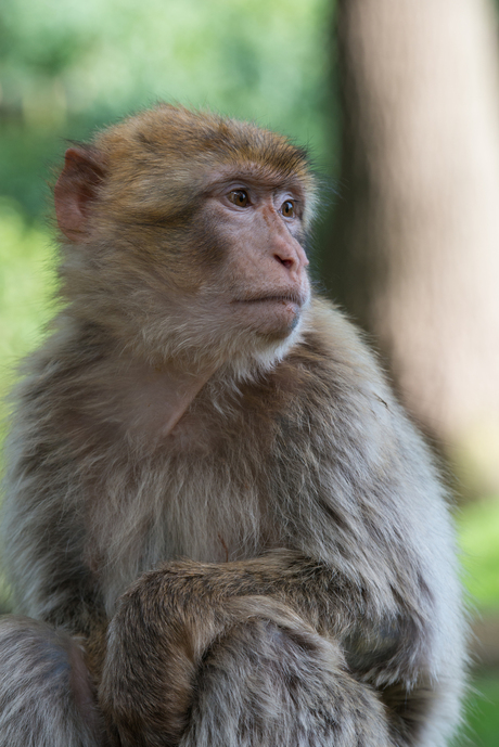 Portret van een aap.