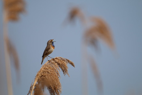 Blauwborst op graspluim