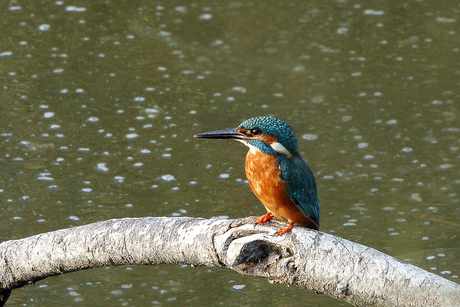 ijsvogel