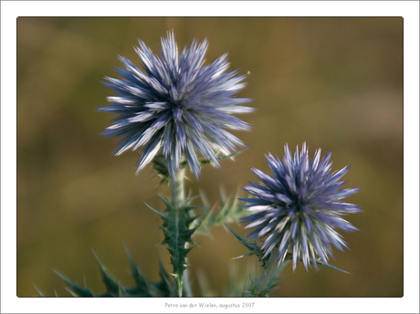 Duo Distel