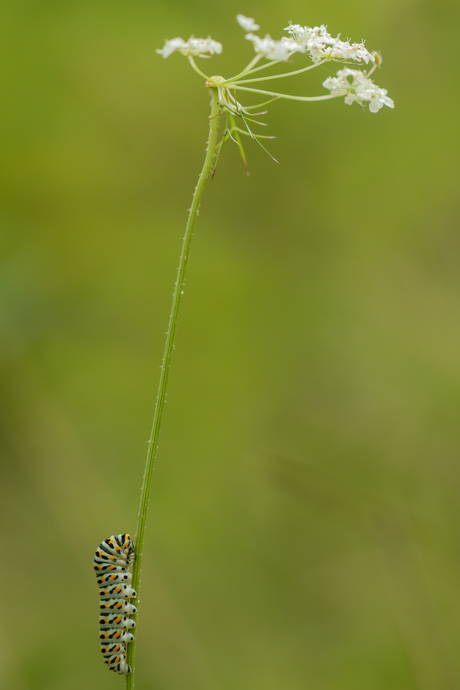 Rups Koninginnenpage